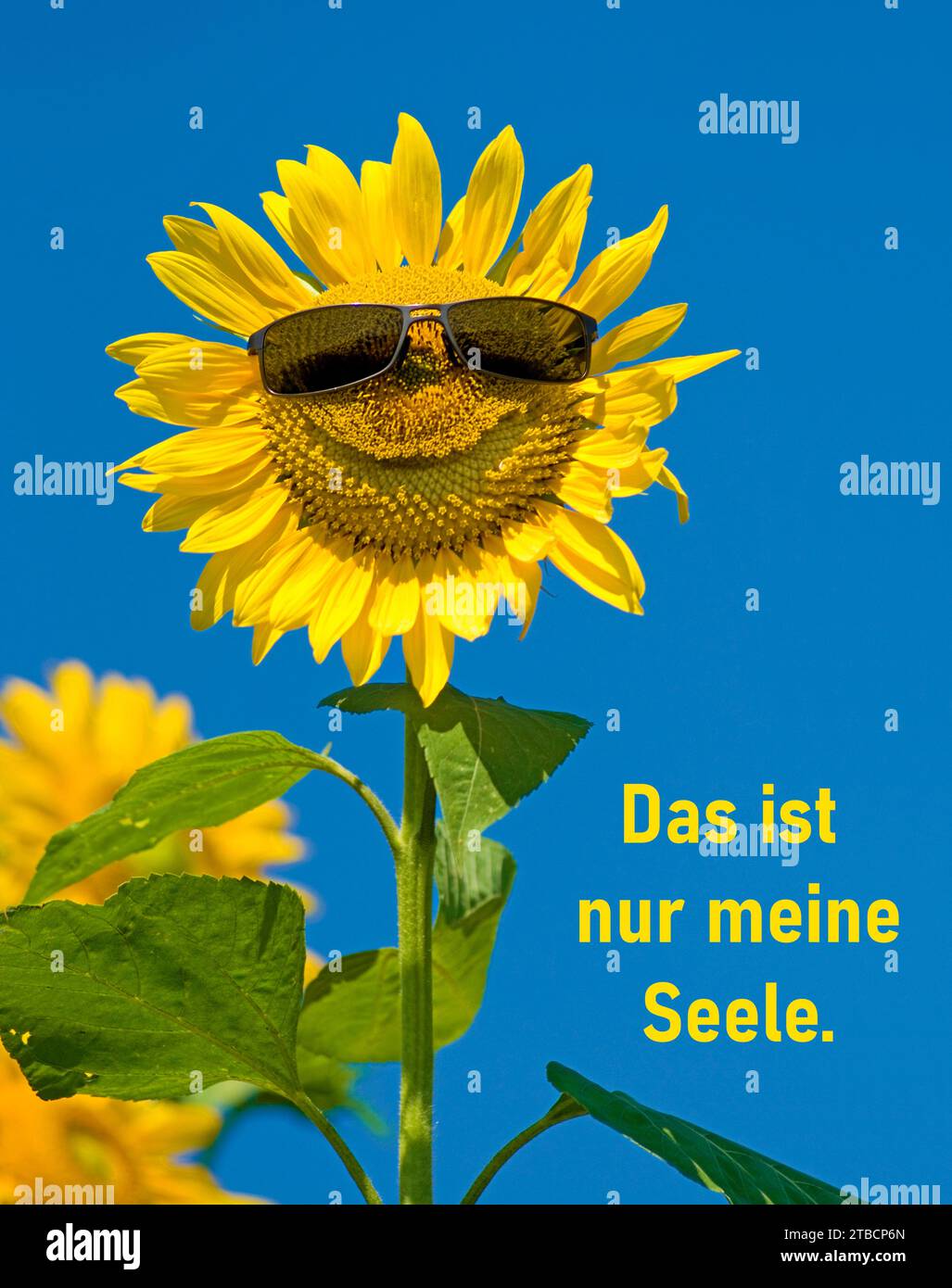 sunflower (Helianthus Anuus) with sun glasses smiling, with german text Das ist nur meine Seele That`s my soul only. Stock Photo